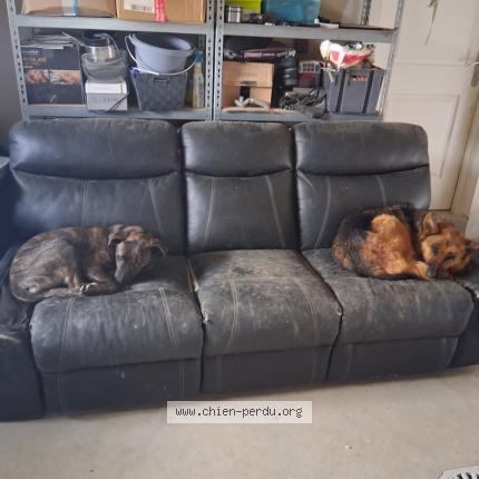 Photo 1/1 Paris Chien lost in Montagnieu