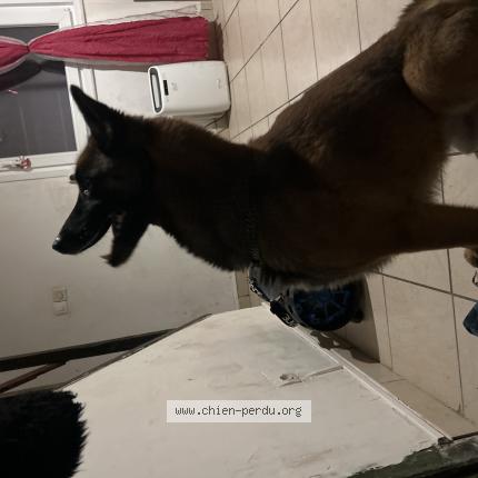 Photo 1/1 Found dog Found in Haulchin