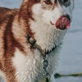 Picture of dog lost at Brest