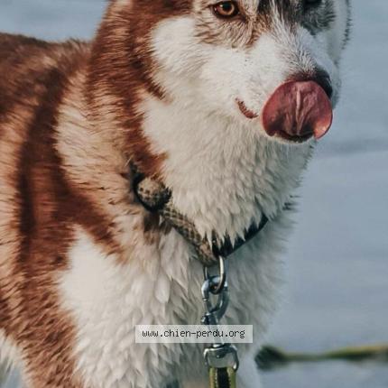 Photo 1/1 La&iuml;ka Chien lost in Brest