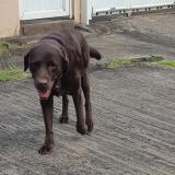 Photo of a dog found in Trois Rivieres Sainte Luce