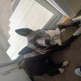 Picture of dog lost at Gretna