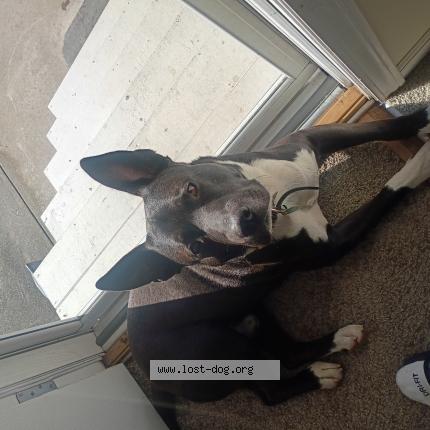 Picture of dog lost at Gretna