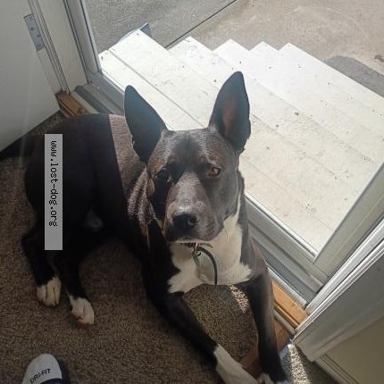Photo 1/1 Roscoe Dog lost in Gretna