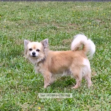 Photo 1/1 Tchikitin Chien lost in Muret