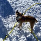 Picture of dog lost at Firminy