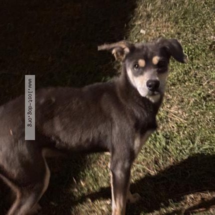 Photo 1/1 Found dog Found in Port Arthur