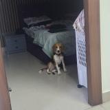 Picture of dog lost at Hassan