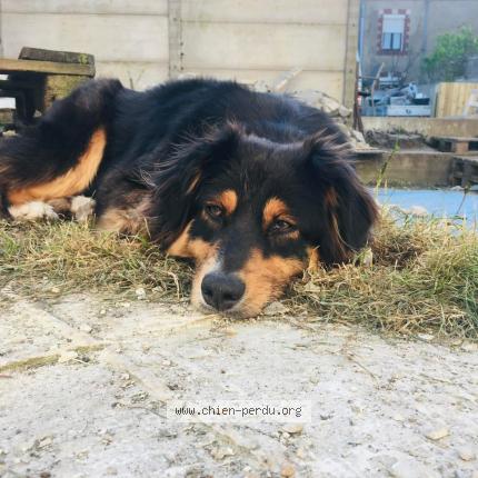 Photo 1/1 Olah Chien lost in Trignac