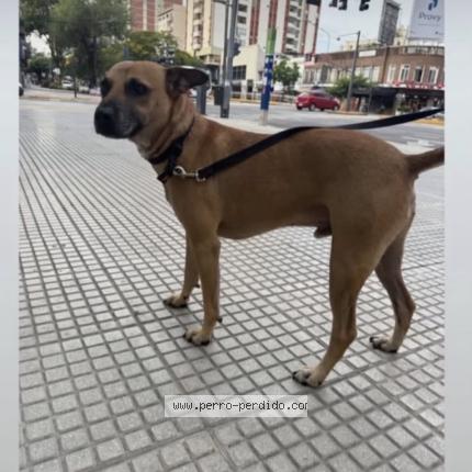 Photo 1/1 Found dog Found in Buenos aires