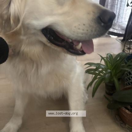 Photo 1/1 Reunited dog Found in Mississauga