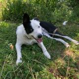 Picture of dog lost at Renansart