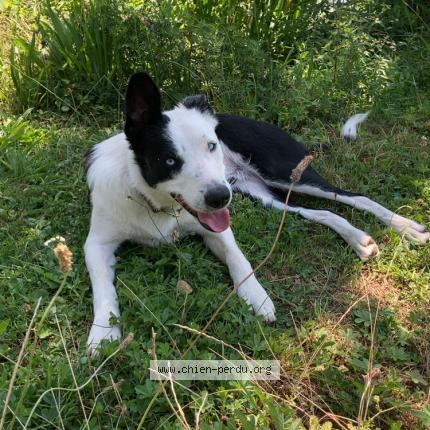 Photo 1/1 Sweep Chien lost in Renansart