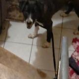 Picture of dog found at Beziers