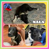 Picture of dog lost at Sainte Suzanne