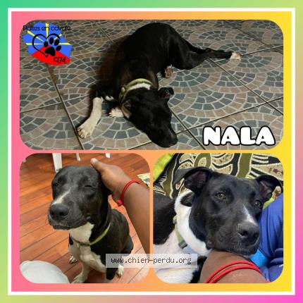 Photo 1/1 Nala Chien lost in Sainte suzanne