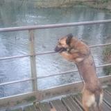 Picture of dog lost at Arras