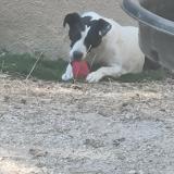 Picture of dog lost at Gardanne