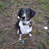 Picture of dog lost at Gardanne