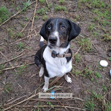 Photo 1/1 Bailey Chien lost in Gardanne