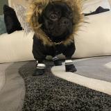 Picture of dog lost at Chicago