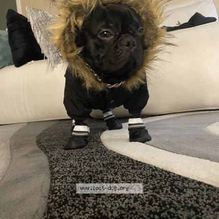 Photo 1/1 Capo Dog lost in Chicago