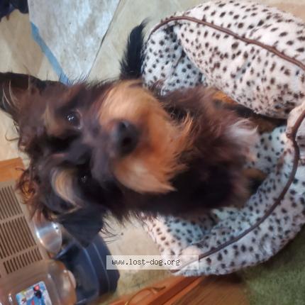 Picture of dog found at Roseland