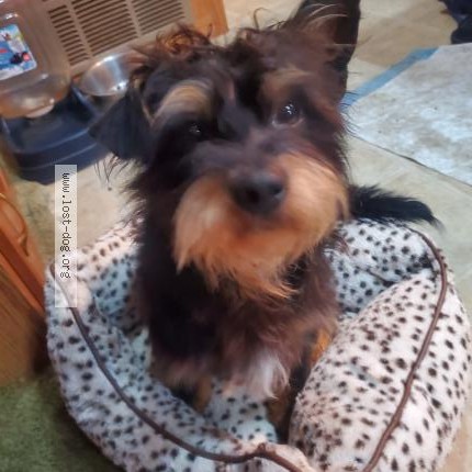 Photo 1/1 Found dog Found in Roseland