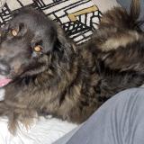 Picture of dog found at Reze