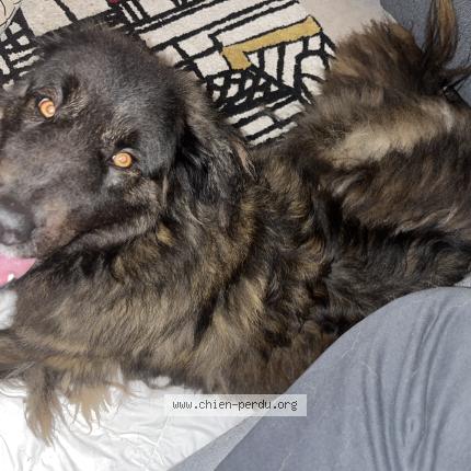 Photo 1/1 Found dog Found in Reze