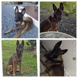 Picture of dog lost at St Medard En Jalles