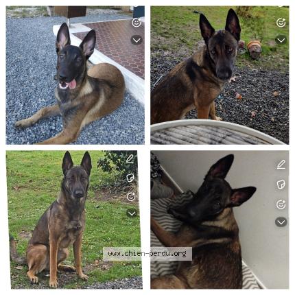 Photo 1/1 Maya Chien lost in St medard en jalles