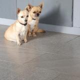 Picture of dog lost at Mauguio