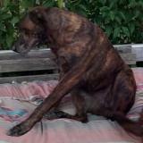 Picture of dog lost at St Nicolas De La Grave