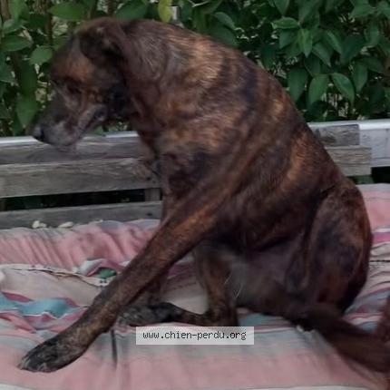 Photo 1/1 Mao Chien lost in St nicolas de la grave