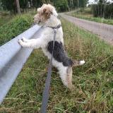 Picture of dog lost at Moroges