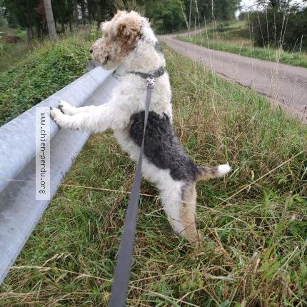 Photo 1/1 Sacco Chien lost in Moroges