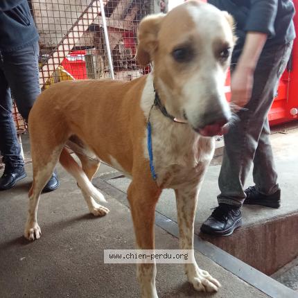 Photo 1/1 Found dog Found in Macon