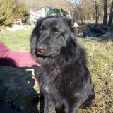 Picture of dog lost at Saint Maximin La Sainte Baume