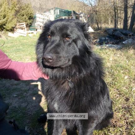 Photo 1/1 Blacky Chien lost in Saint maximin la sainte baume