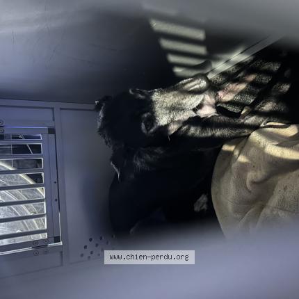 Photo 1/1 Found dog Found in Woluwe saint lambert