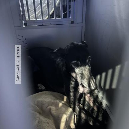 Photo 1/1 Found dog Found in Woluwe saint lambert