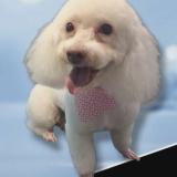 Picture of dog lost at Houston