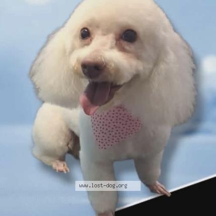 Picture of dog lost at Houston