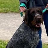 Picture of dog lost at Bichancourt