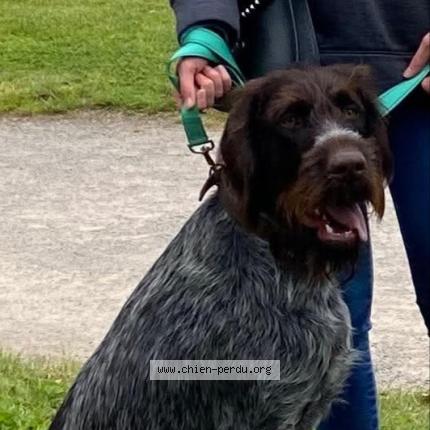 Photo 1/1 Ulko Chien lost in Bichancourt