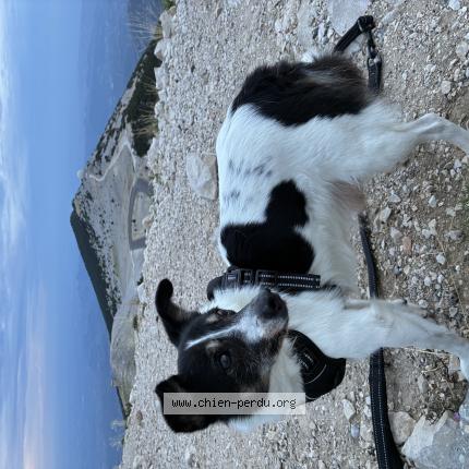 Photo 1/1 Noucky Chien lost in Carpentras