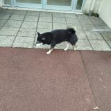 Photo of a dog found in Les Pavillons Sous Bois