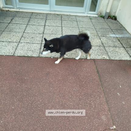 Photo 1/1 Reunited dog Found in Les Pavillons Sous Bois