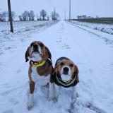 Picture of dog lost at Vald Yerre